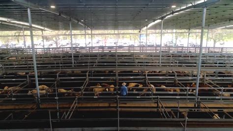 Market Information – Northern Rivers Livestock Exchange.
